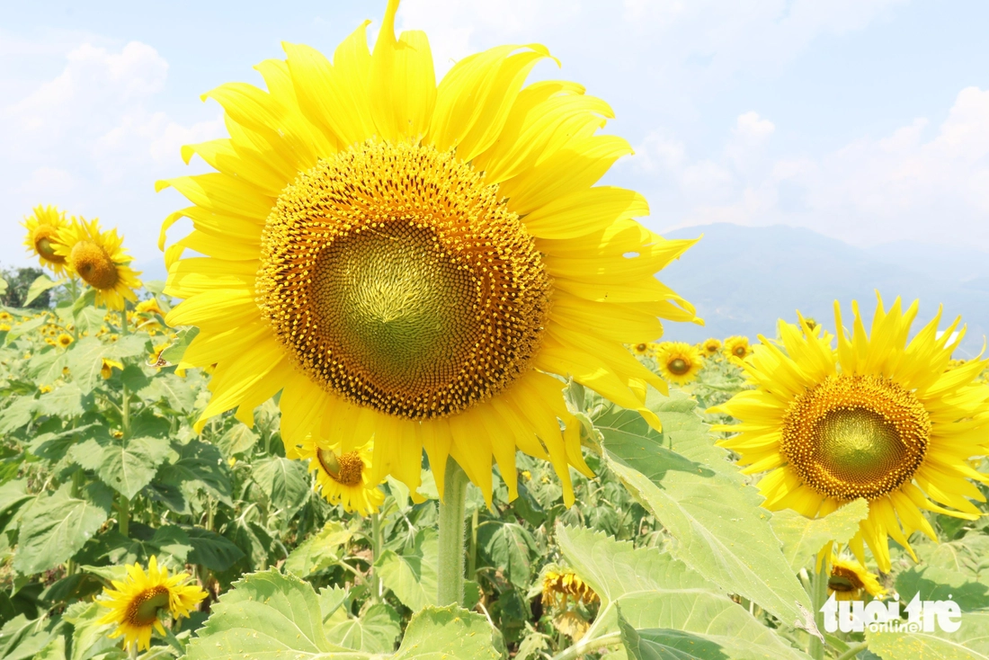 hoa hướng dương - Ảnh 4.