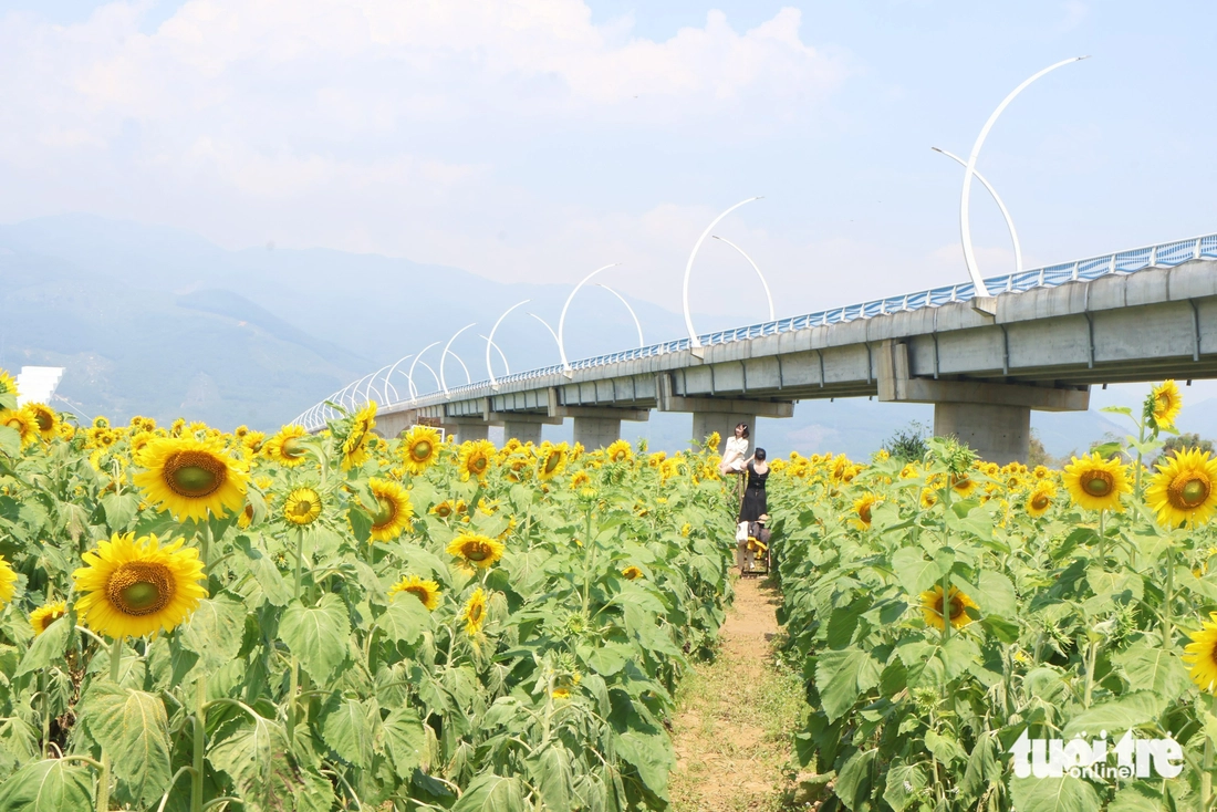 hoa hướng dương - Ảnh 5.