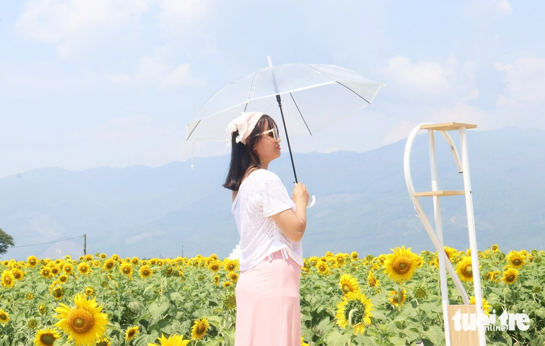 hoa hướng dương - Ảnh 6.