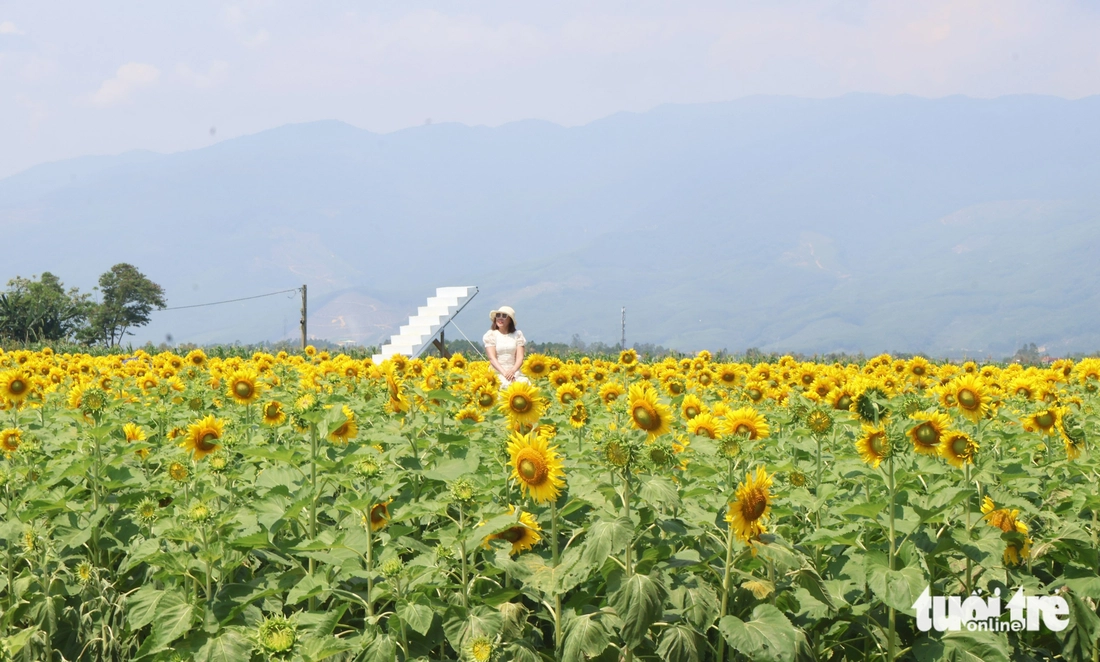 hoa hướng dương - Ảnh 8.