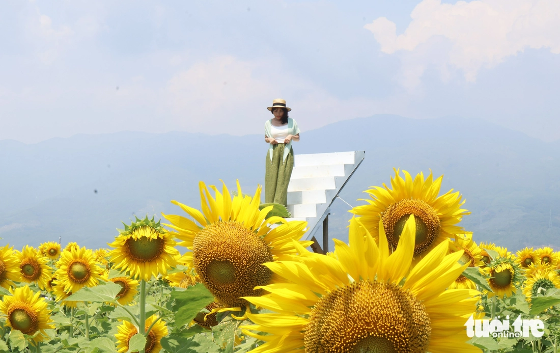 hoa hướng dương - Ảnh 9.