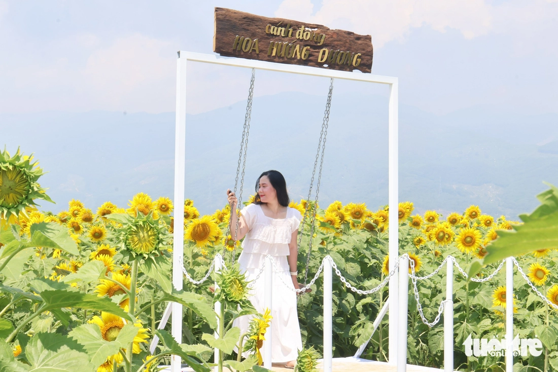 hoa hướng dương - Ảnh 10.