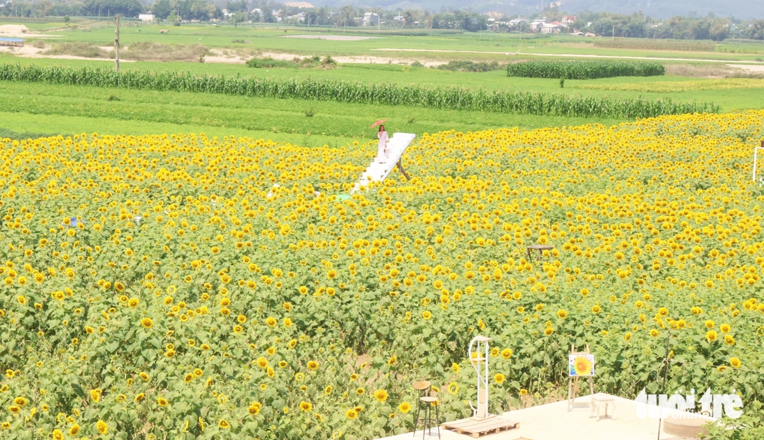 hoa hướng dương - Ảnh 13.