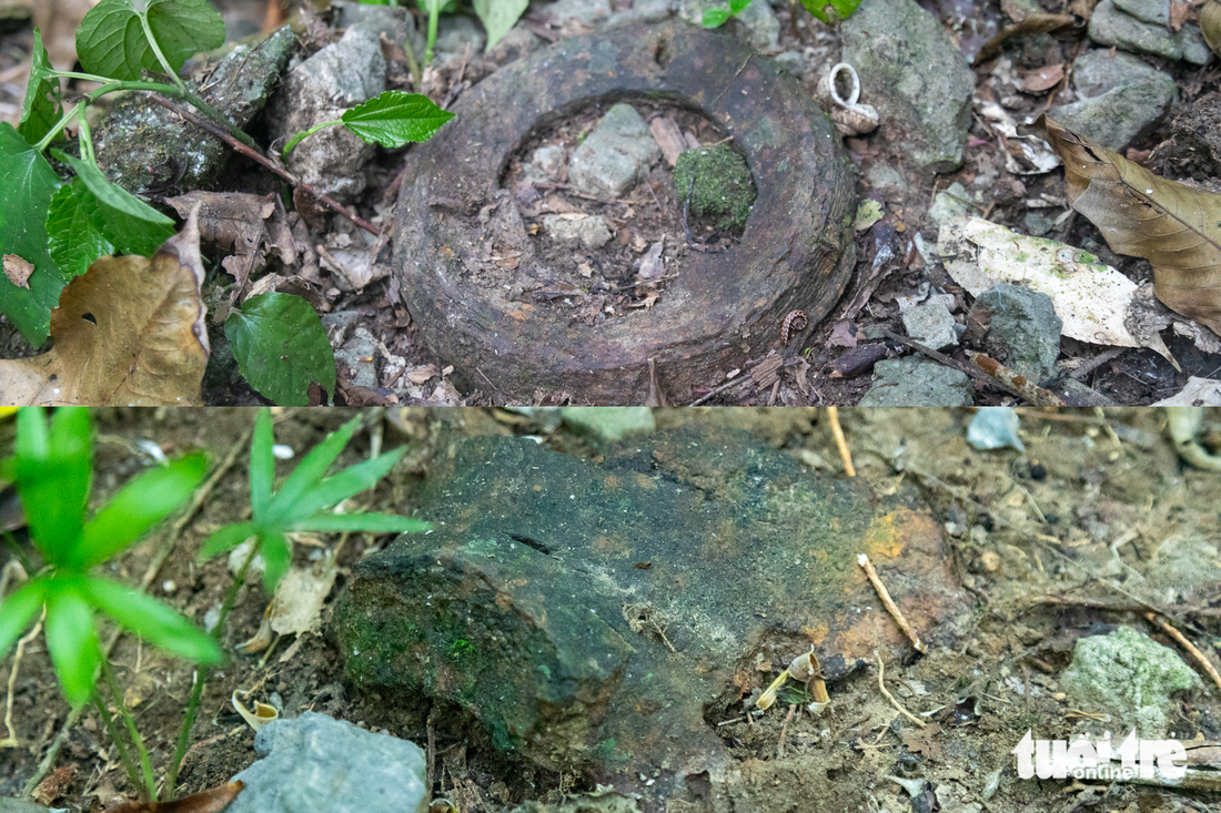 rừng nguyên sinh - Ảnh 4.