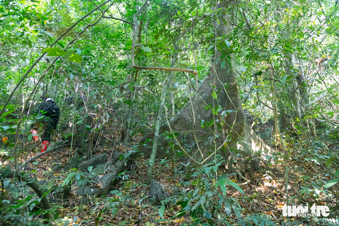 rừng nguyên sinh - Ảnh 7.