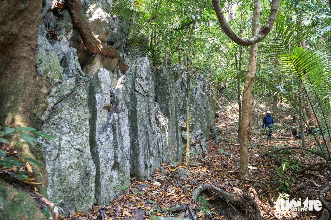 rừng nguyên sinh - Ảnh 9.