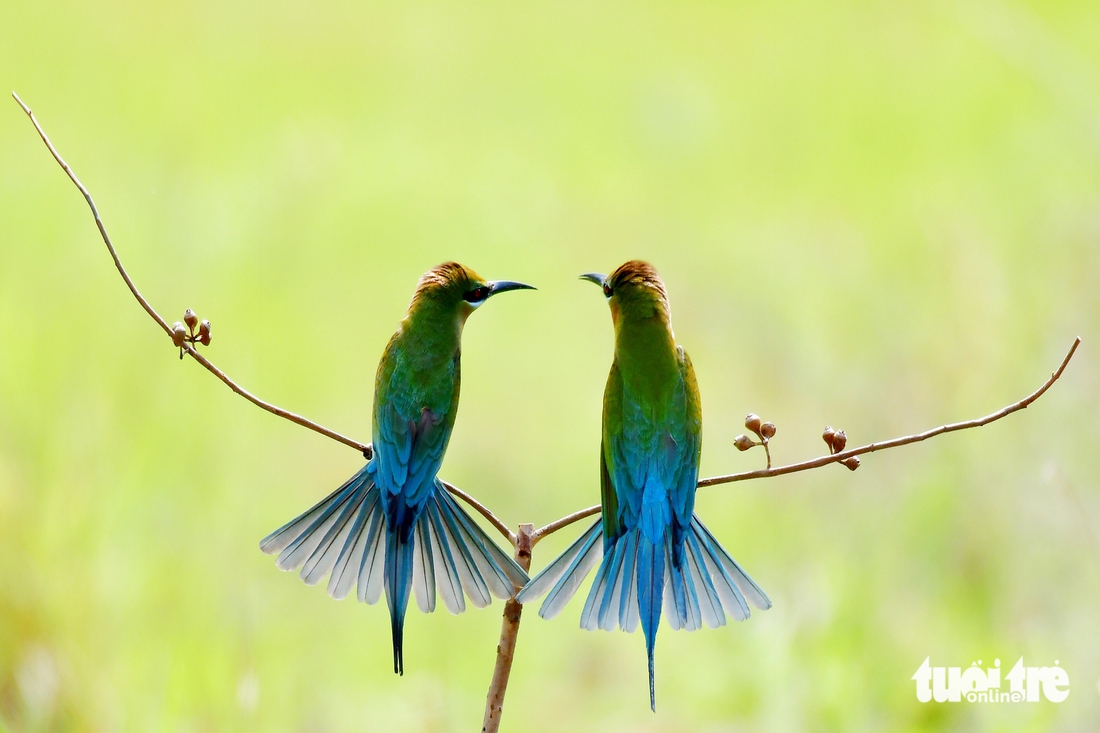 chim trảu - Ảnh 3.