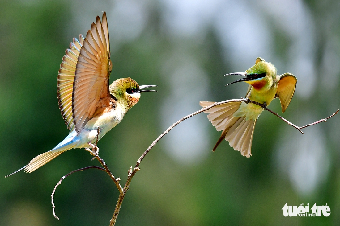 chim trảu - Ảnh 6.