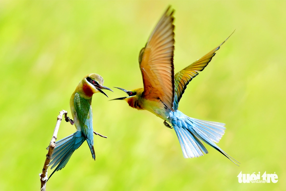 chim trảu - Ảnh 4.