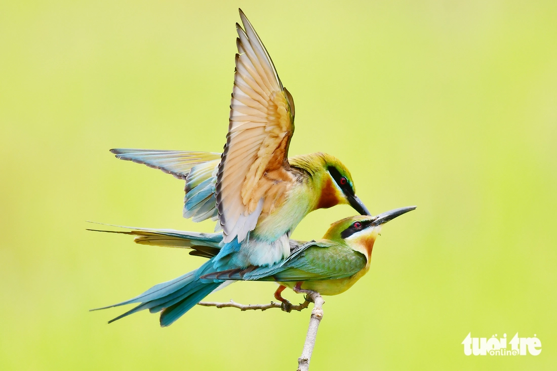 chim trảu - Ảnh 5.