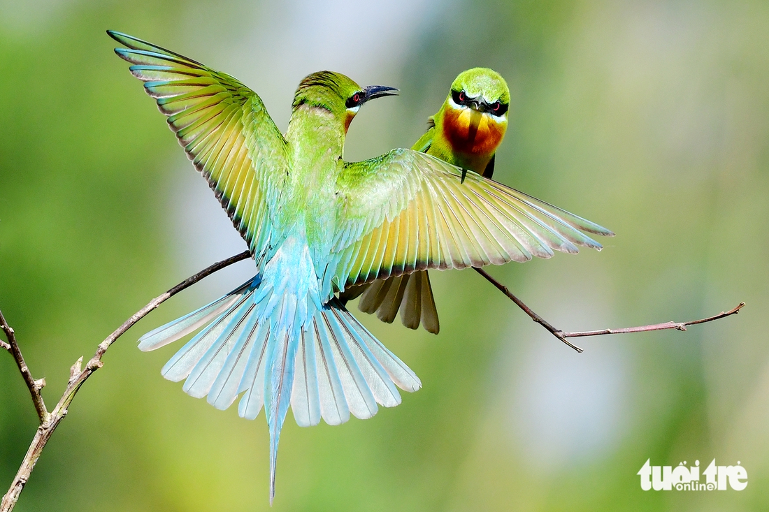 chim trảu - Ảnh 8.