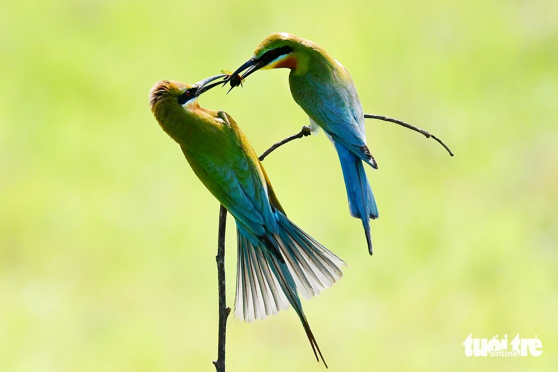 Ngắm khoảnh khắc 'đáng yêu' của chim trảu đuôi xanh ở miền Tây - Ảnh 2.