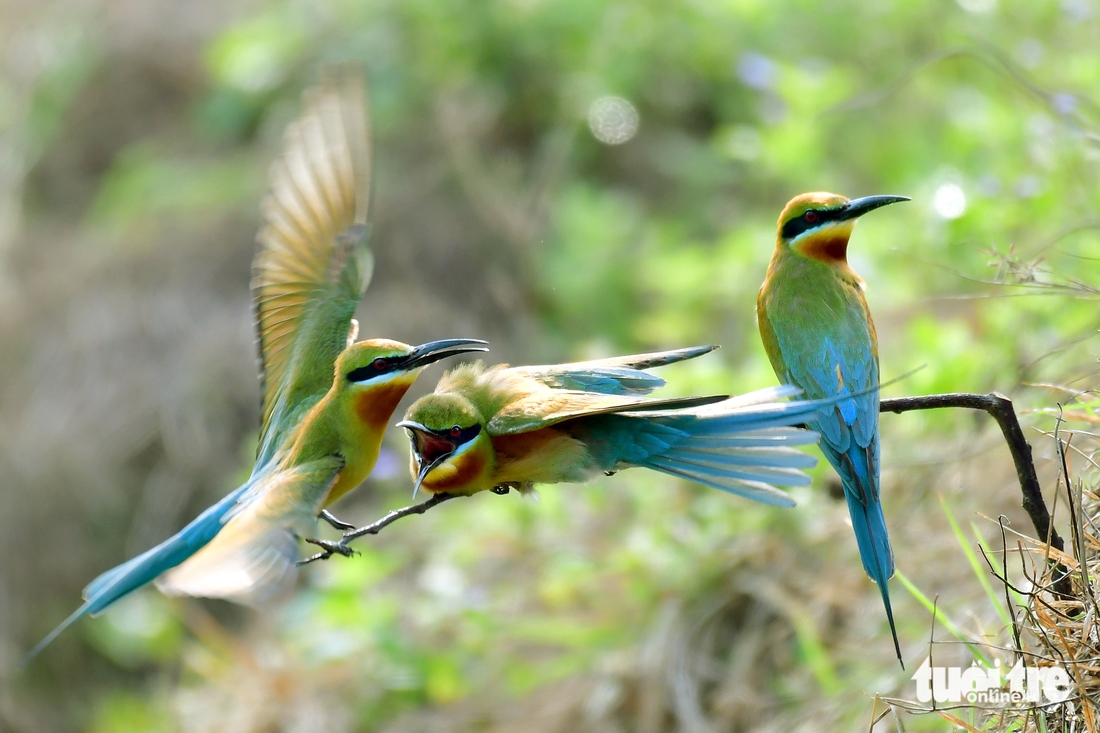 chim trảu - Ảnh 10.
