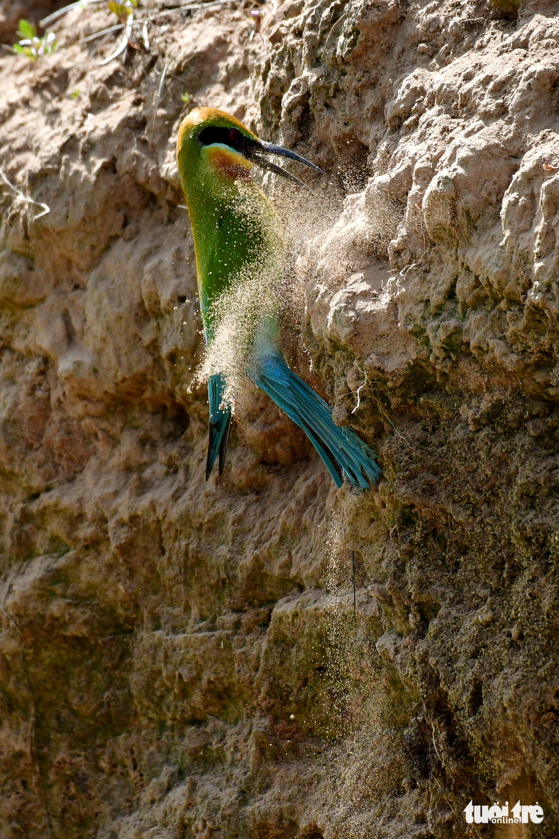 chim trảu - Ảnh 11.