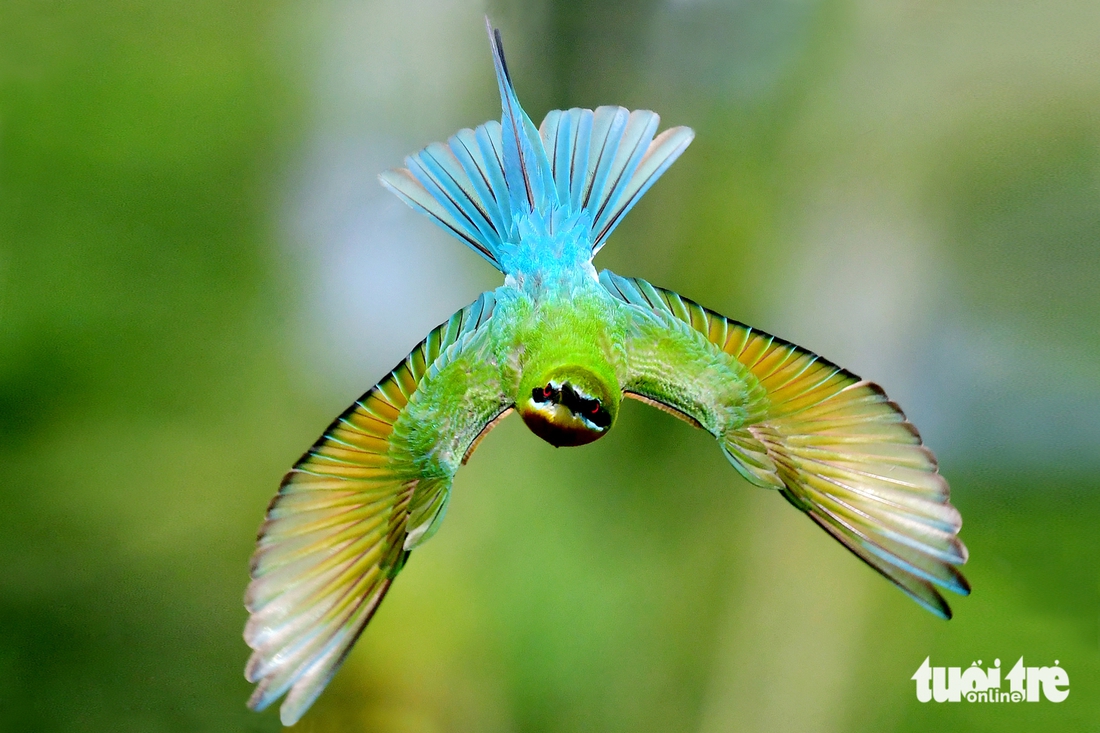 chim trảu - Ảnh 13.