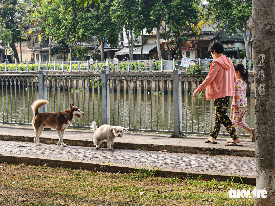 chó thả rông - Ảnh 8.