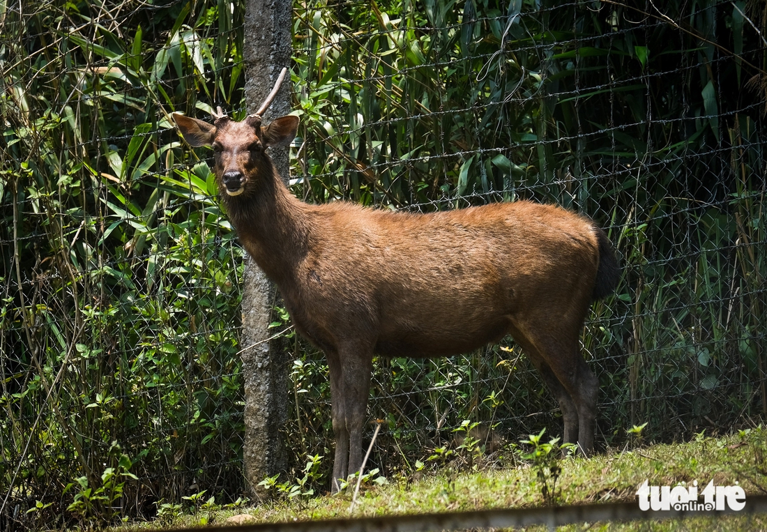 hươu sao - Ảnh 4.