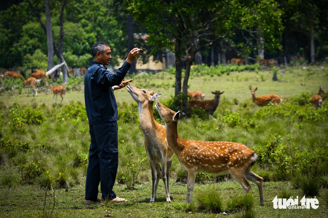 hươu sao - Ảnh 5.