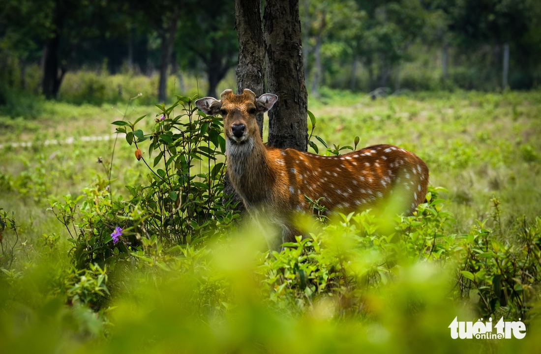 Ngắm đàn hươu sao 'báu vật' ở Vườn quốc gia Kon Ka Kinh - Ảnh 7.