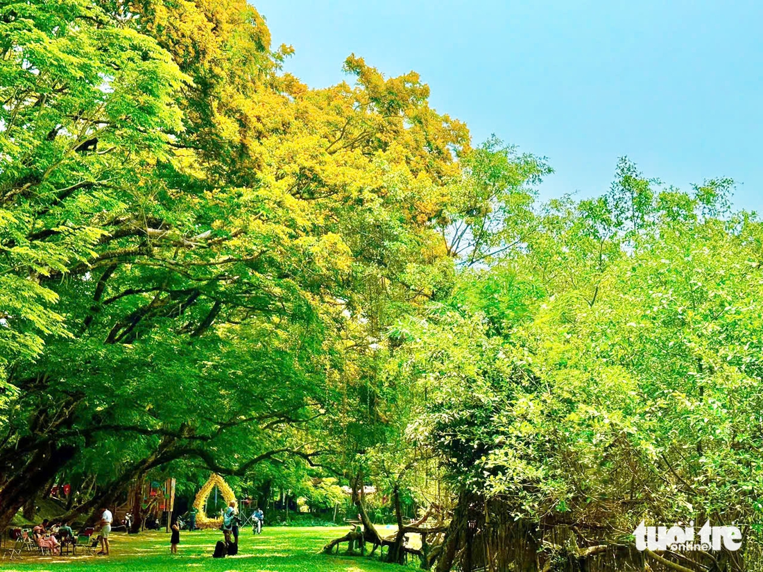 Sắc sưa rực vàng phố nam Đà Nẵng, nơi có lễ hội sắc sưa Hương Trà 'níu chân' du khách - Ảnh 9.