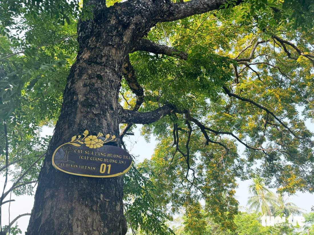 Sắc sưa rực vàng phố nam Đà Nẵng, nơi có lễ hội sắc sưa Hương Trà 'níu chân' du khách - Ảnh 11.