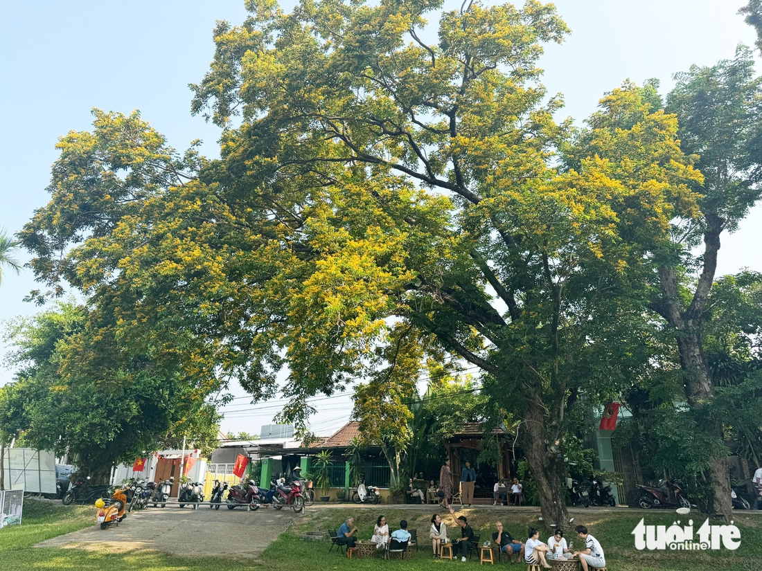 hoa sưa - Ảnh 12.