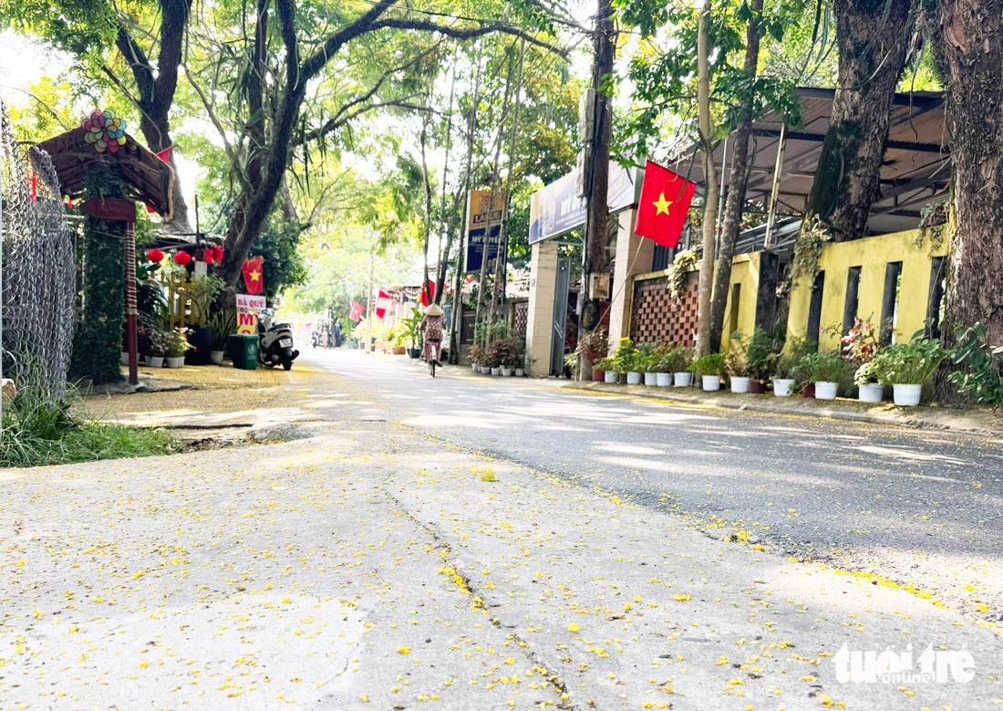 hoa sưa - Ảnh 13.