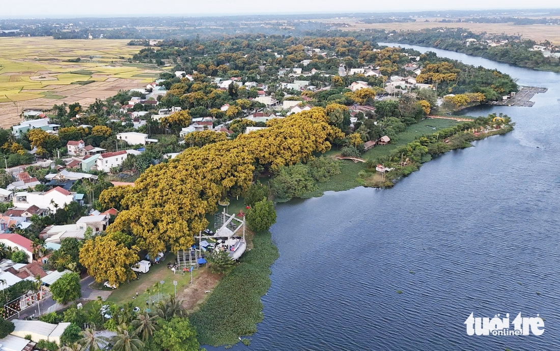 Sắc sưa rực vàng ngã phố phía nam Đà Nẵng, nơi có lễ hội sắc sưa Hương Trà 'níu chân' du khách - Ảnh 11.