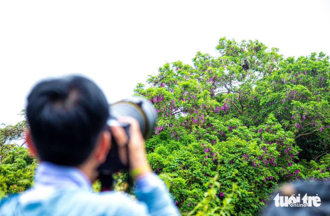 Sơn Trà - Ảnh 3.