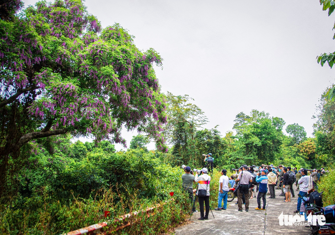 Chi hàng trăm triệu đổi lấy khoảnh khắc chụp được loài voọc quý trên bán đảo Sơn Trà - Ảnh 5.