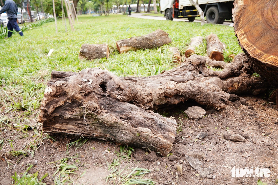 Đốn hạ cây ở công viên Lê Văn Tám và 15 cây xanh trên đường phố TP.HCM, công ty cây xanh nói gì? - Ảnh 2.