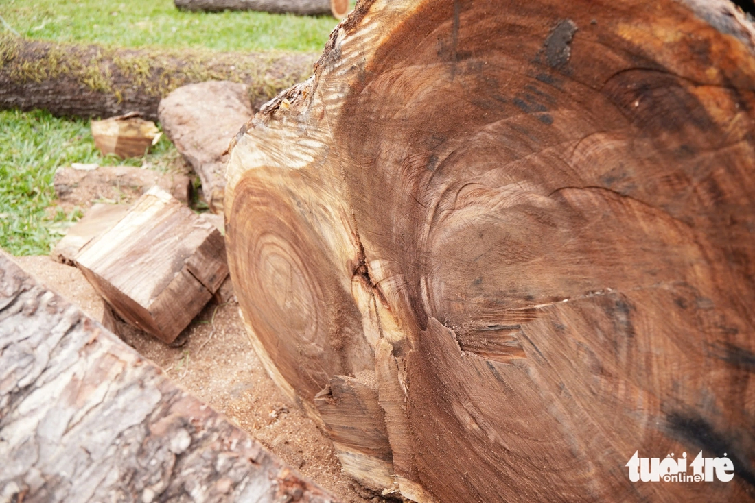 cây xanh - Ảnh 4.