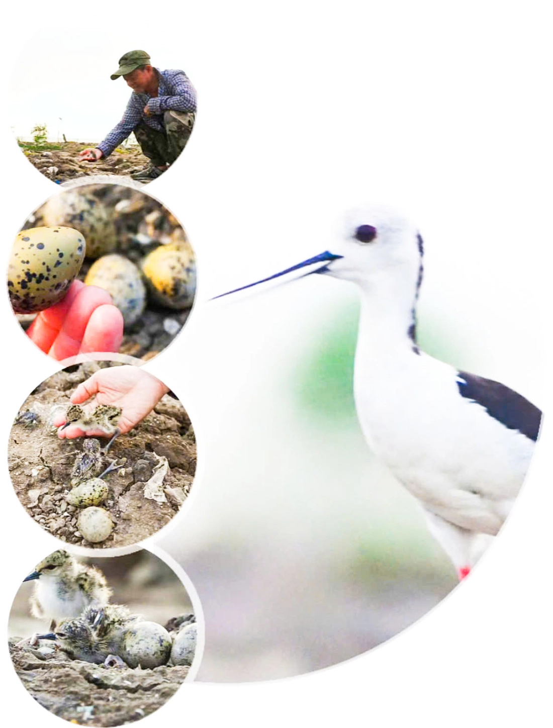 Chim cà kheo - Ảnh 2.