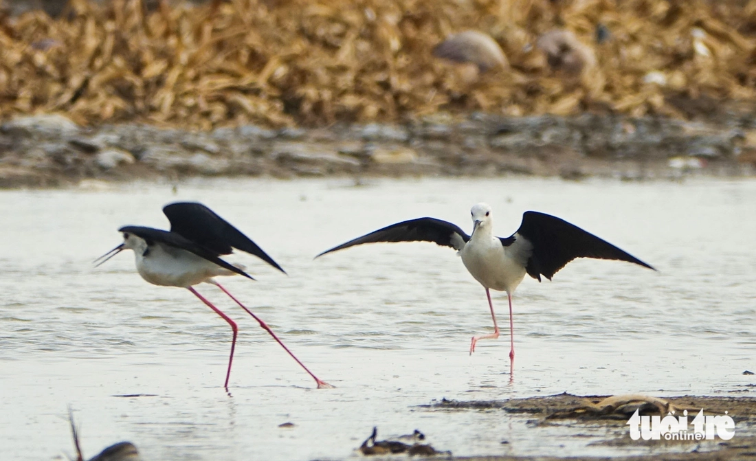 Chim cà kheo - Ảnh 3.