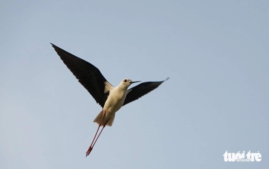 Chim cà kheo - Ảnh 4.