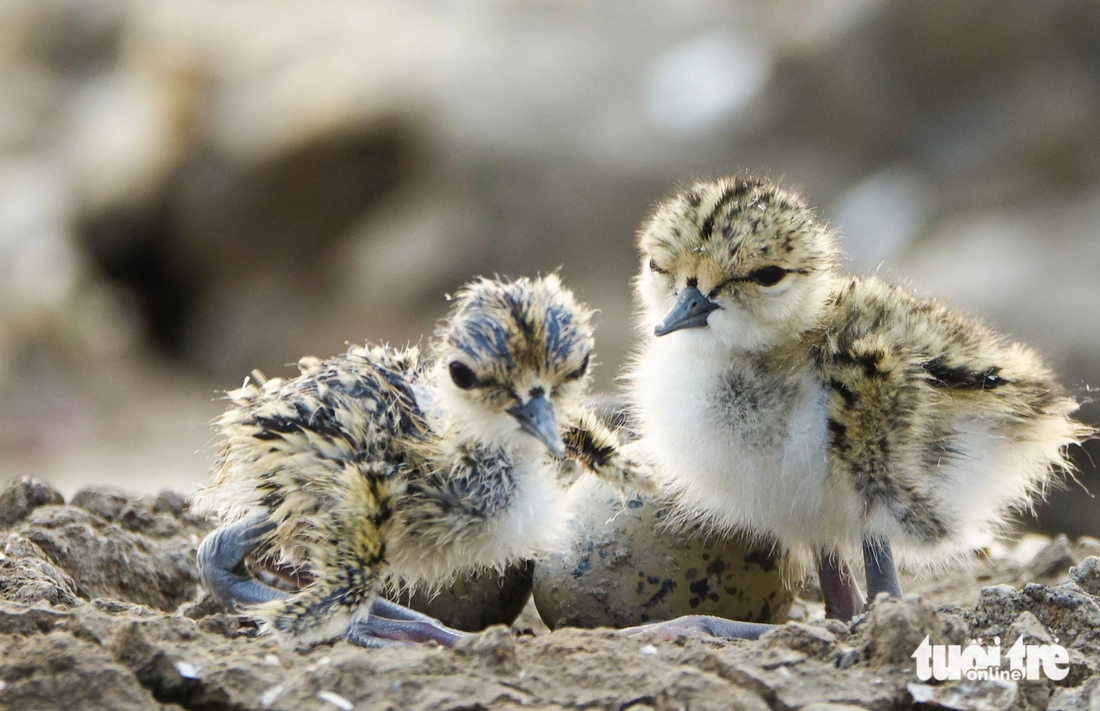 Chim cà kheo - Ảnh 5.