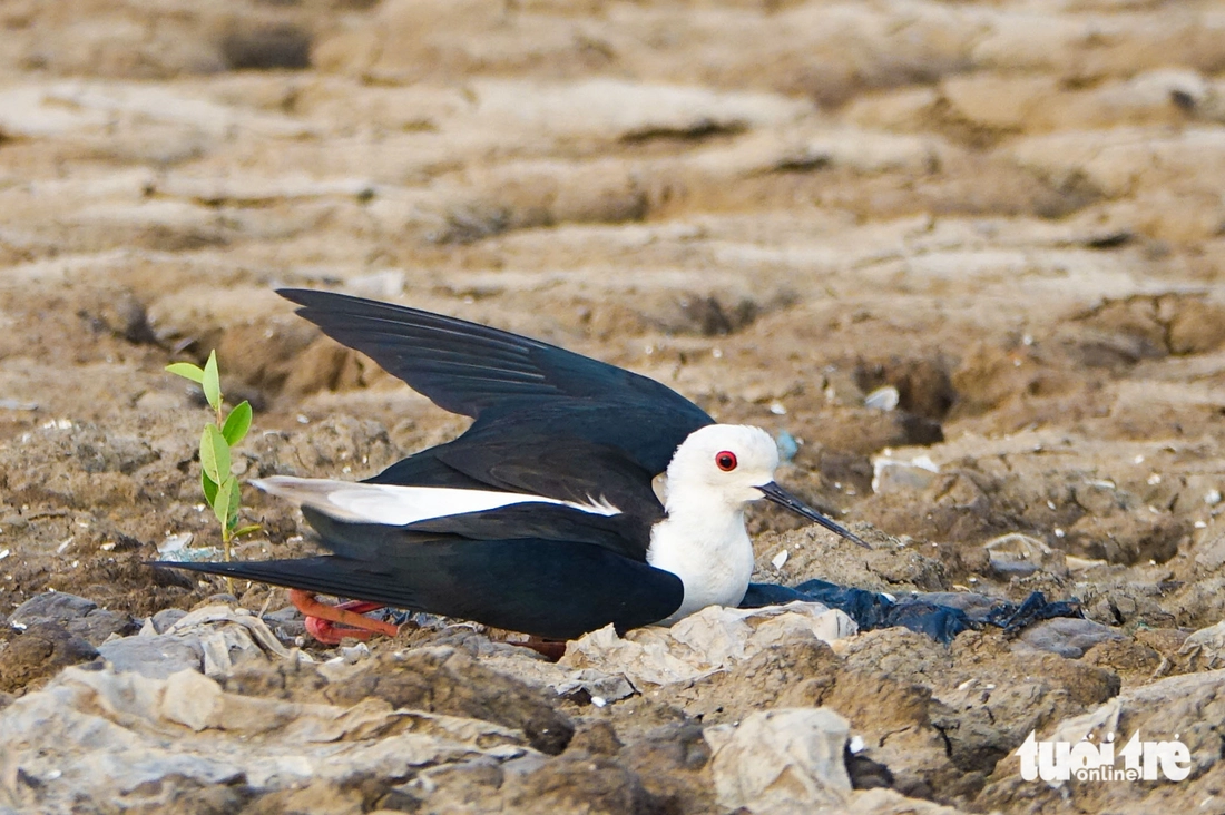 Những mỹ nữ chân dài lại về làm rộn ràng khu lấn biển Rạch Giá - Ảnh 7.