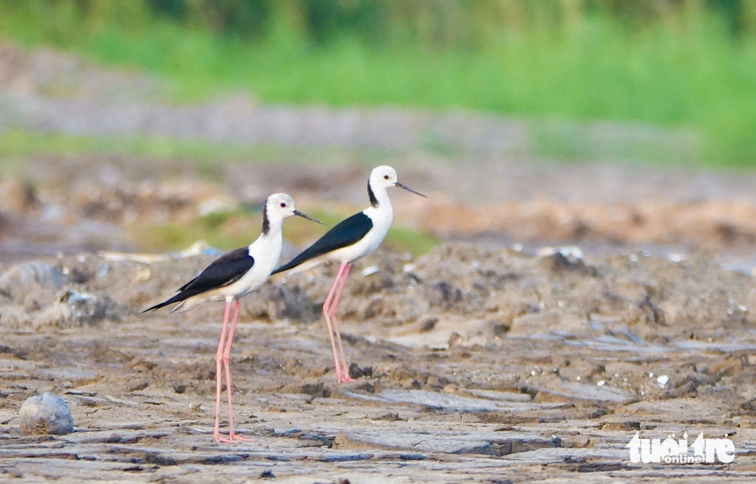Những mỹ nữ chân dài lại về làm rộn ràng khu lấn biển Rạch Giá - Ảnh 8.