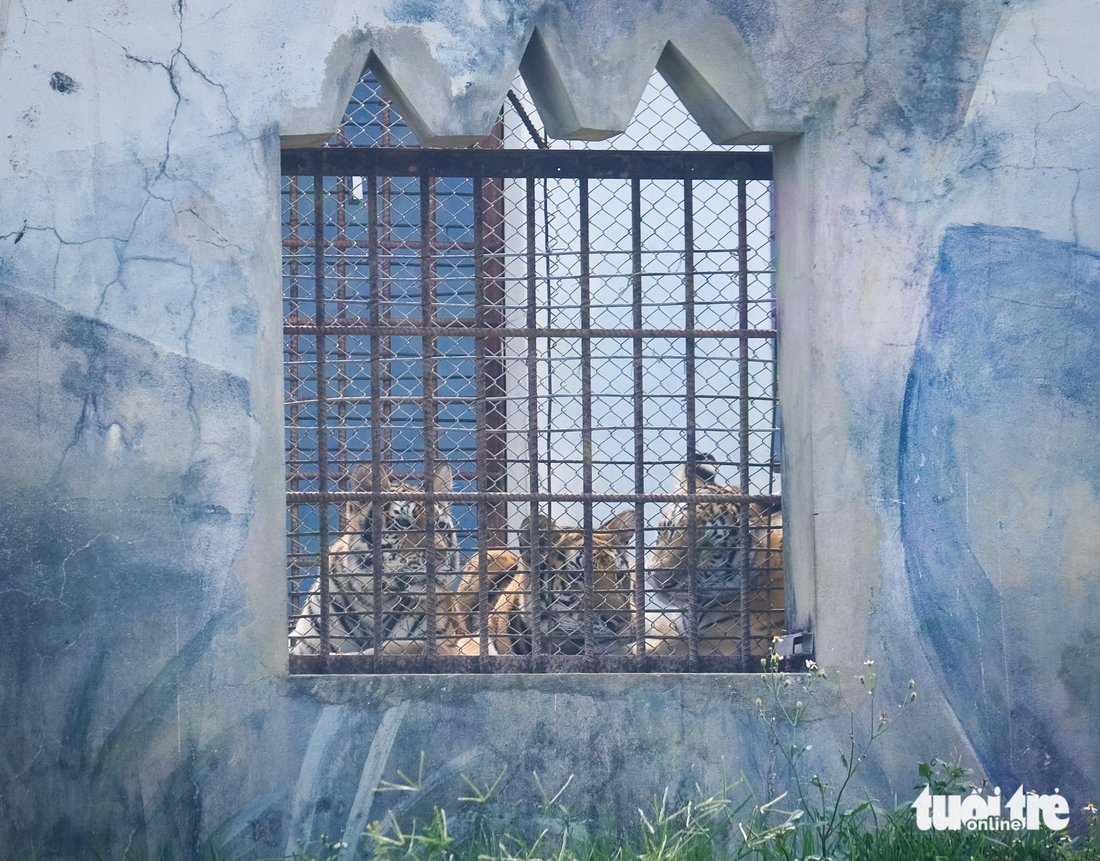 hổ Bengal - Ảnh 2.