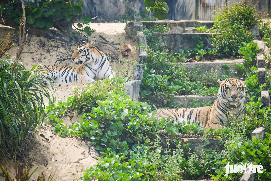 hổ Bengal - Ảnh 3.