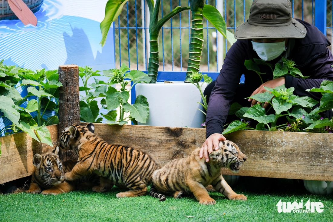 Nghe kể chuyện hổ Bengal đẻ con tại vườn thú FLC Quy Nhơn - Ảnh 4.