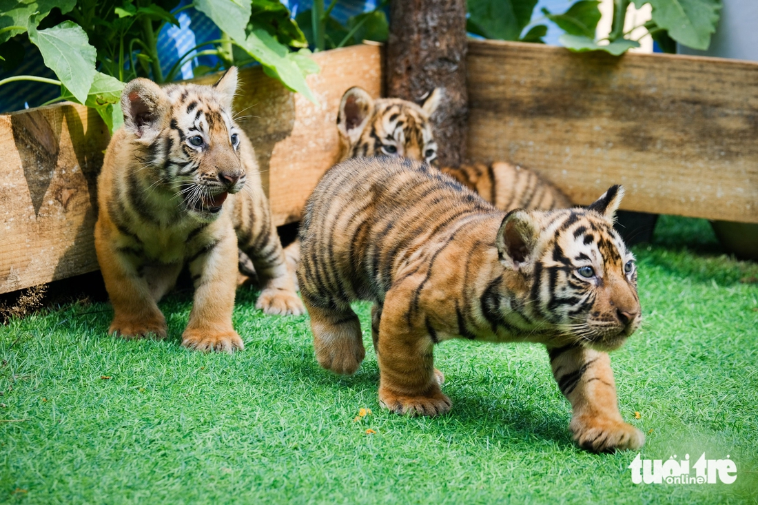 hổ Bengal - Ảnh 5.