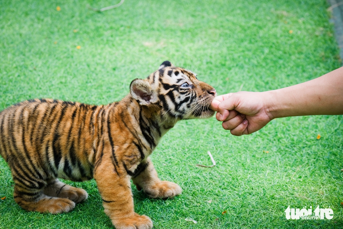 hổ Bengal - Ảnh 6.
