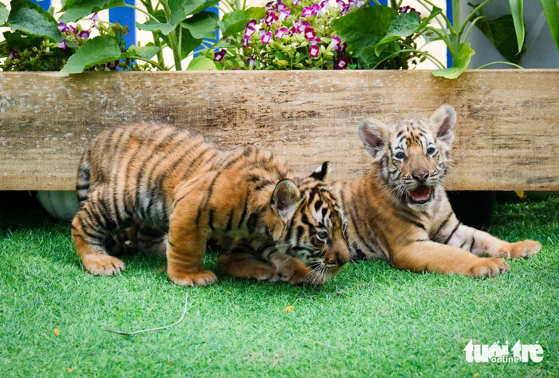 hổ Bengal - Ảnh 7.