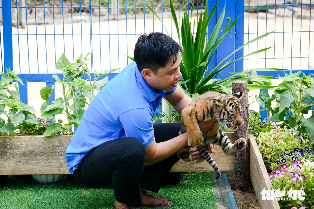 hổ Bengal - Ảnh 8.