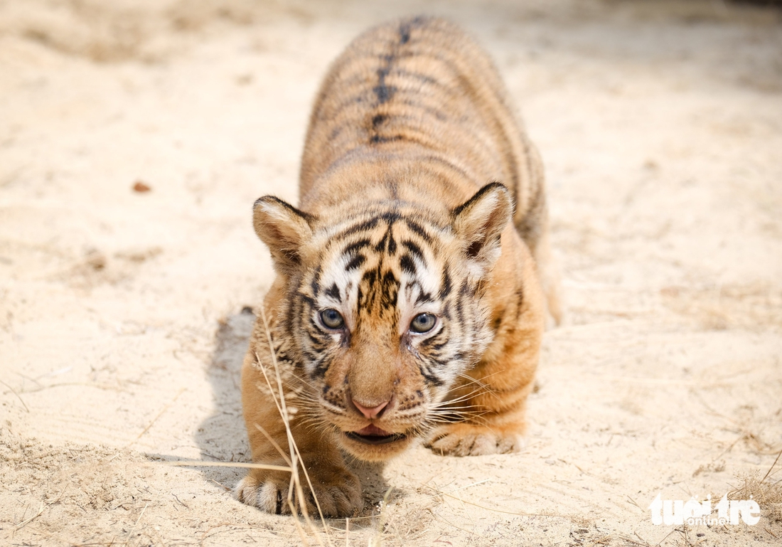 Nghe kể chuyện hổ Bengal đẻ con tại vườn thú FLC Quy Nhơn - Ảnh 9.