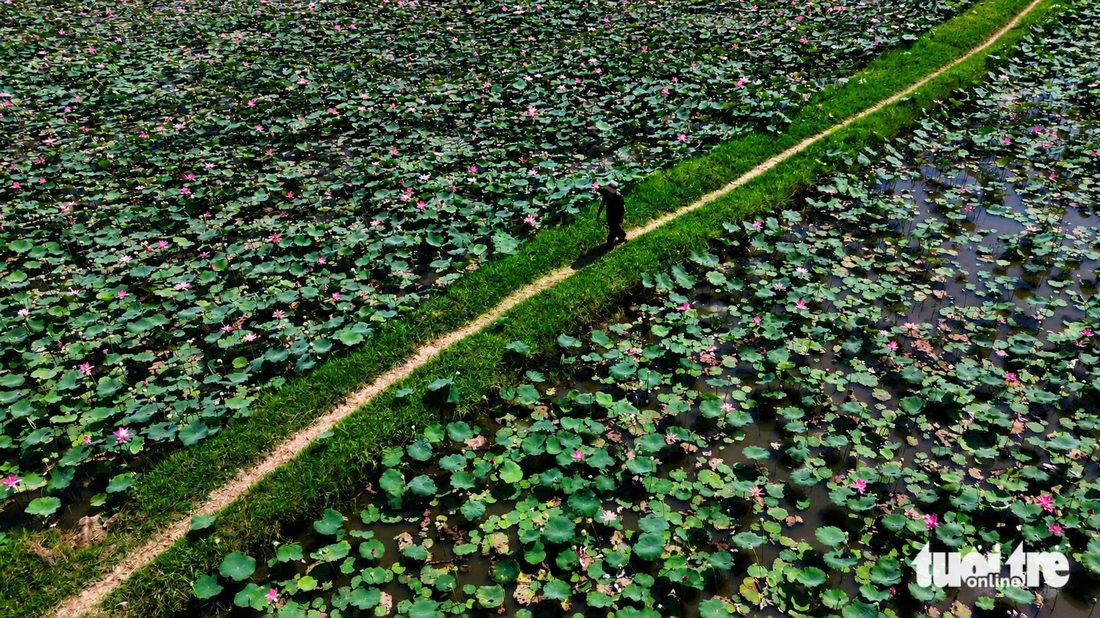 Du khách 'lên đồ' đổ về hồ sen Khánh Hòa săn ảnh đầu hè - Ảnh 5.