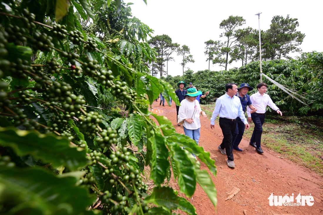 Trầm trồ với trang trại cà phê robusta trĩu quả tại Lâm Đồng - Ảnh 3.