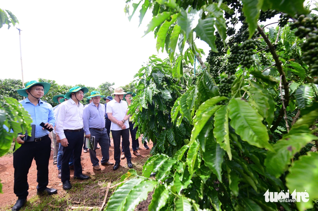 Nâng chất cà phê Robusta Việt từ những vườn trồng chất lượng cao - Ảnh 1.
