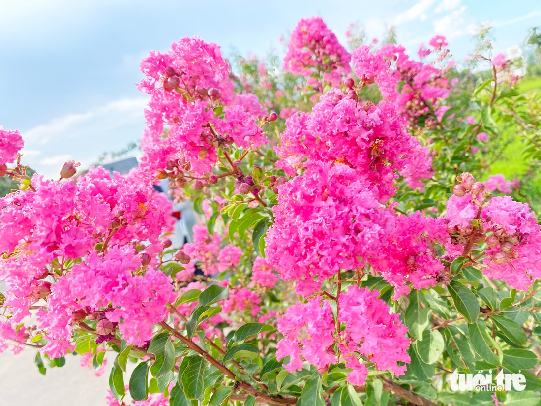Say lòng đường hoa tường vi rực sắc hồng bên đồng lúa xanh ở Đà Nẵng - Ảnh 1.